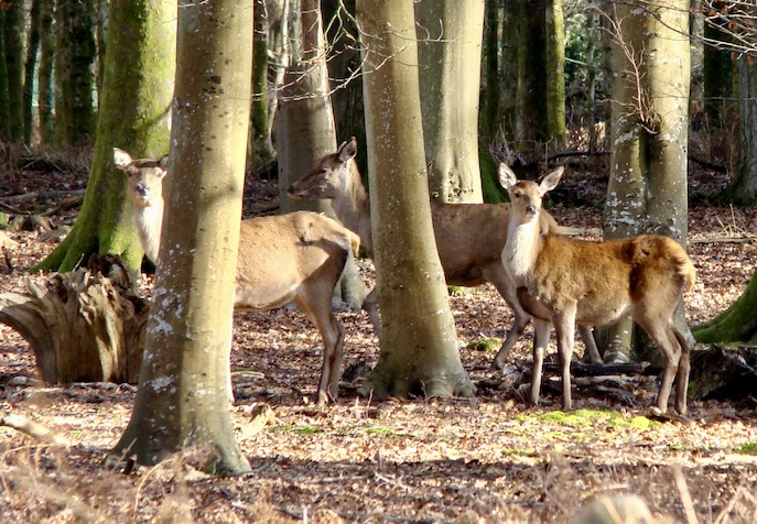 red deer